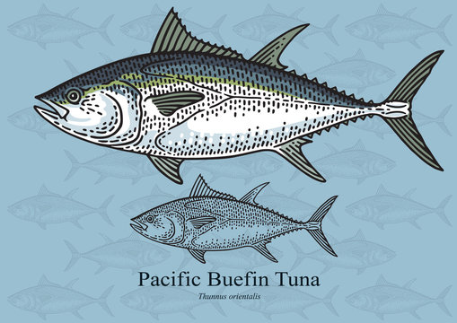 Pacific Bluefin Tuna. Vector illustration for artwork in small sizes. Suitable for graphic and packaging design, educational examples, web, etc.