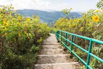 Fototapeta premium The hill of Mexican sunflower or Dok Bua Tong in Thai language at Mae Hong Son Thailand