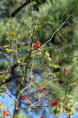 wild roses berries  Gudar mountains Teruel Spain