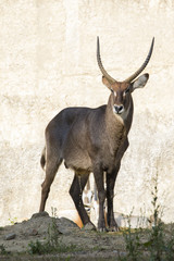 Naklejka na ściany i meble Image of an antelope standing staring on nature background. Wild