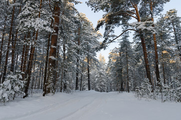 Small country road in winter with sunshine