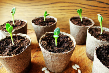 Gardening background.Young fresh seedling growing in pot.