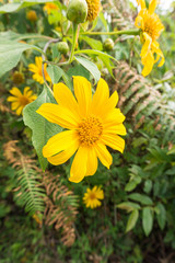 close up of Mexican sunflower or Dok Bua Tong
