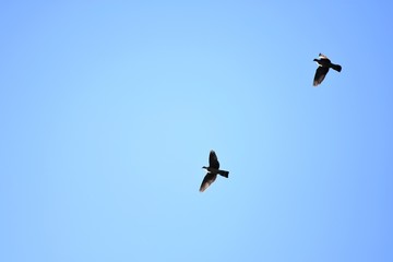 Birds in Flight