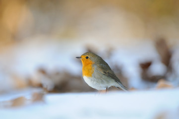 Wintering Robin walking in the snow