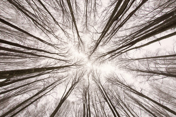 Obraz premium View the forest from below in winter time