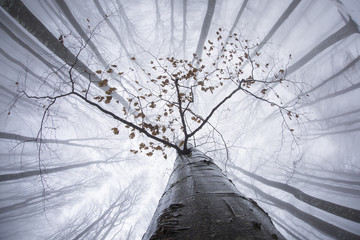 View of forest from below in winter time with fog