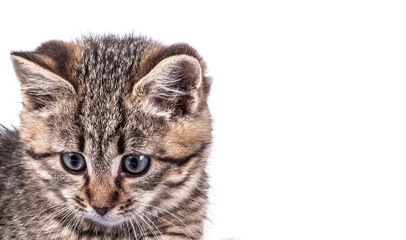 Portrait cat isolated 