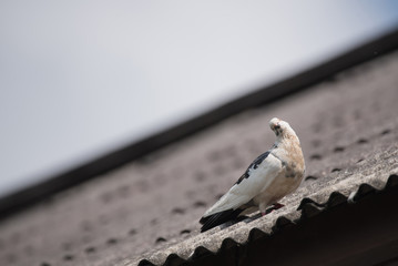 Dove roof
