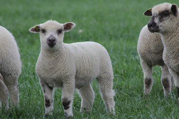 sheep lamb