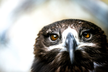 Extreme closeup of an Indian Eagle with Eyes in focus - very shallow depth of field