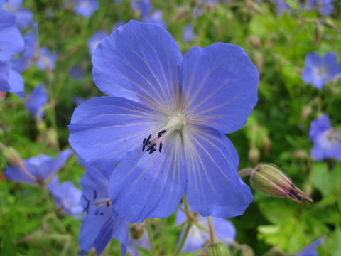 Blue flower