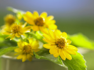 watering can with flower