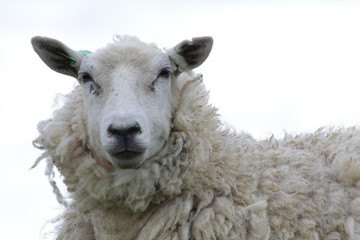 sheep ewe