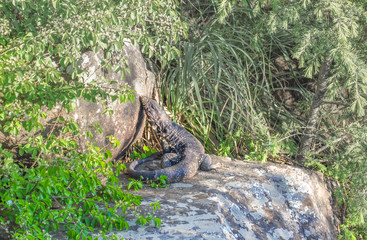 Forest dragon iguana sunbathing
