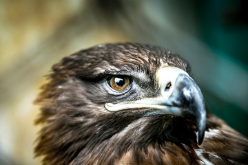 Extreme closeup of Eagle face