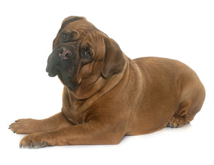 dogue de Bordeaux