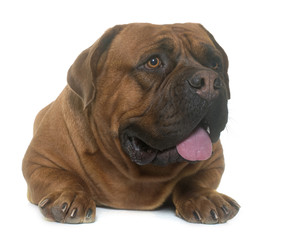 dogue de Bordeaux
