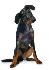 young beauceron in studio