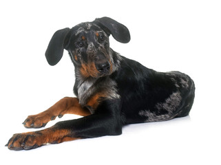 young beauceron in studio