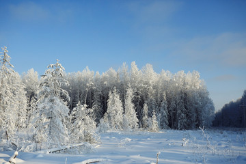 frosty winter morning landscape nature sunny