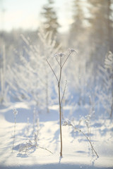 Fresh snow winter background in nature