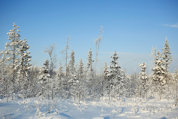 nature landscape winter forest frosted