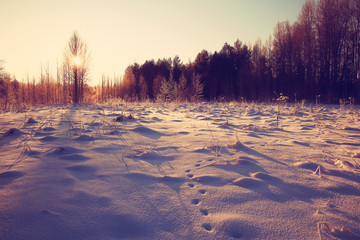 Winter landscape in the countryside forest snow field