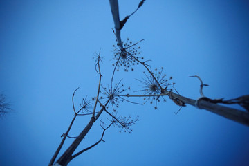 winter texture frost branches leaves background