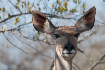 incontri al  kruger park