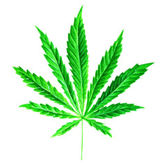 Bright green cannabis sativa leaf painted in watercolor. Hand drawn marijuana illustration isolated on white background. Design element