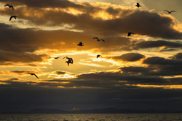 Sunset over Scottish sea with stones