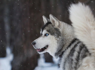 Profile of a Siberian Husky with striking blue eyes during a snowfall. Concept of: Winter canine beauty.