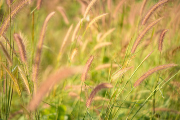 Grass flower in the