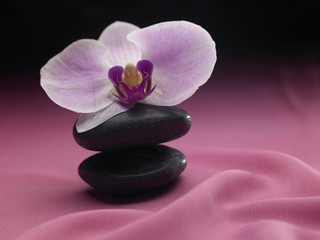 orchid flower on the stone