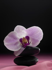 Naklejka premium orchid flower on the stone
