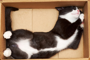 Funny cat fills the volume of the box. The tip of the tail at 90 degrees.