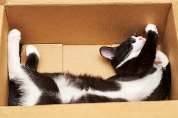 Nega funny cat in the box.