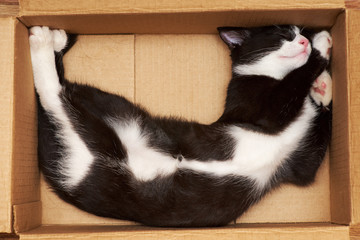 Funny cat sleeping in a box.
