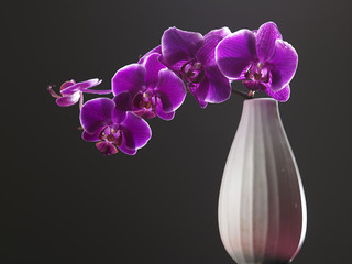 orchid