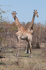 giraffe nella savana