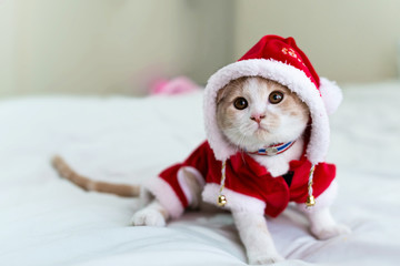 Close-up and face focus of a cute cat (scottish fold) wearing Santa Claus costume. 