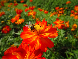 The image of a beautiful red flower and a bee.