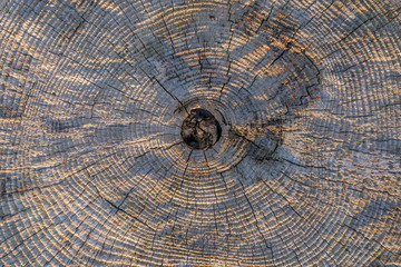 Old weathered tree trunk transect texture background