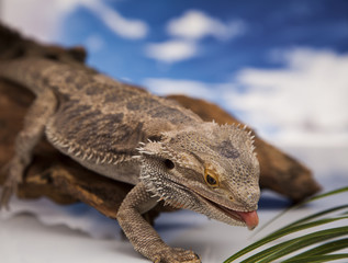 Agama brodata © lucek616