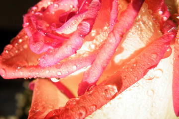 rose flower
