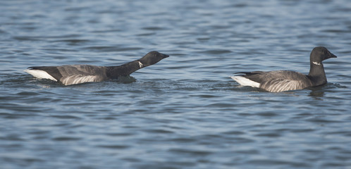 Brent Goose, Branta bernicla