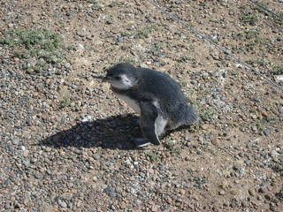penguin
