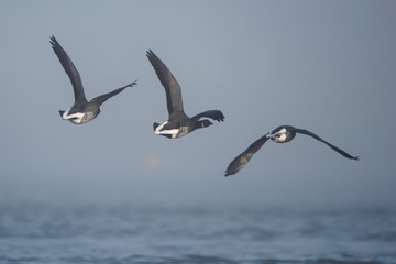 Brent Goose, Branta bernicla