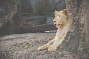 female lion